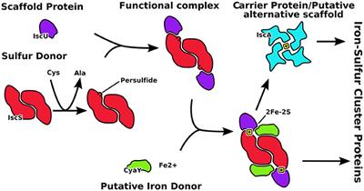 New Techniques for Ancient Proteins: Direct Coupling Analysis Applied on Proteins Involved in Iron Sulfur Cluster Biogenesis